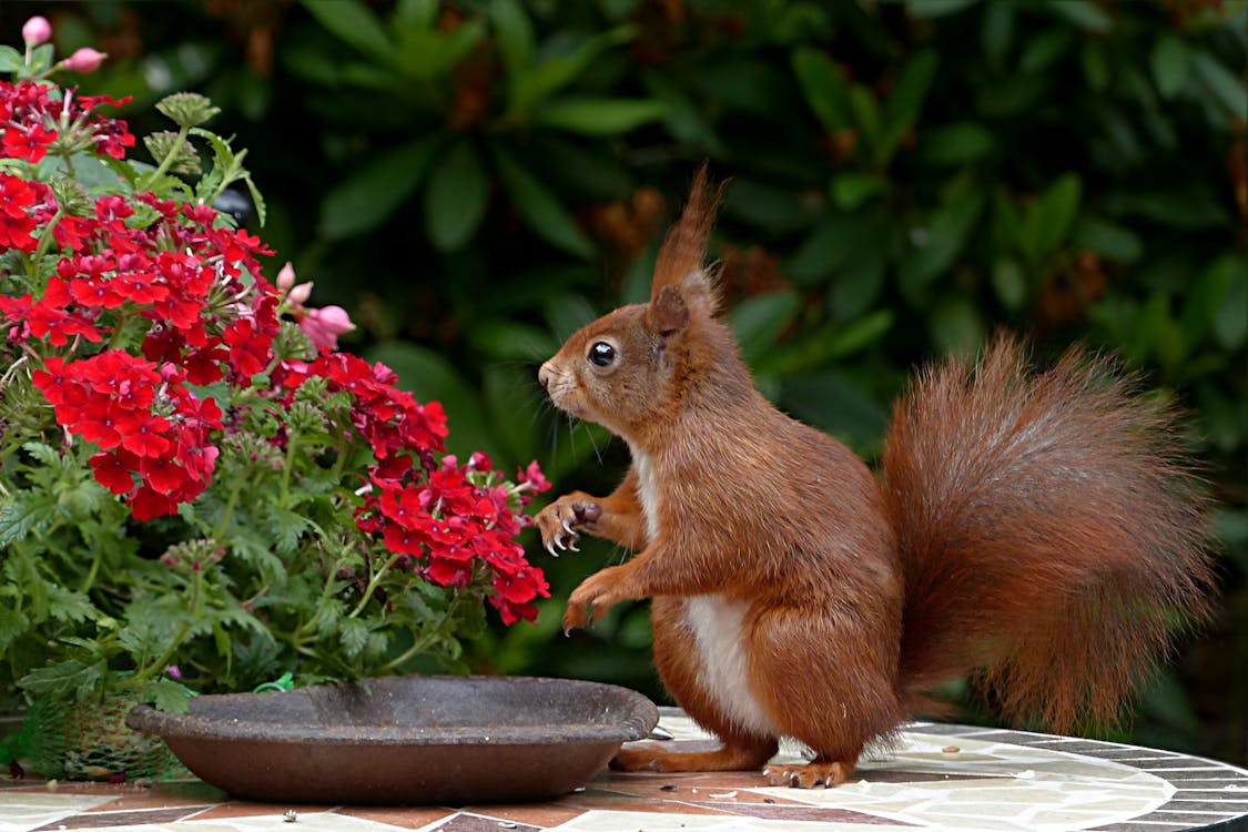 squirrel next to flowers