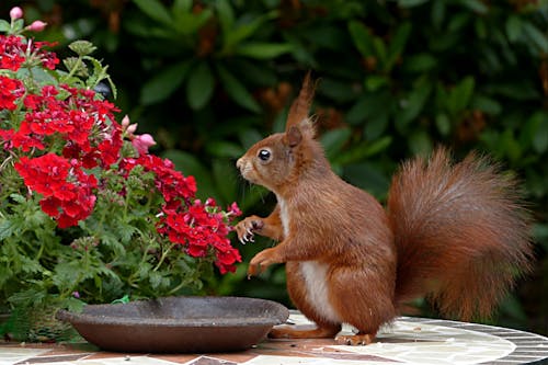 Rotes Eichhörnchen Auf Brauner Tischplatte