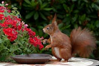 Red Squirrel on Brown Table Top