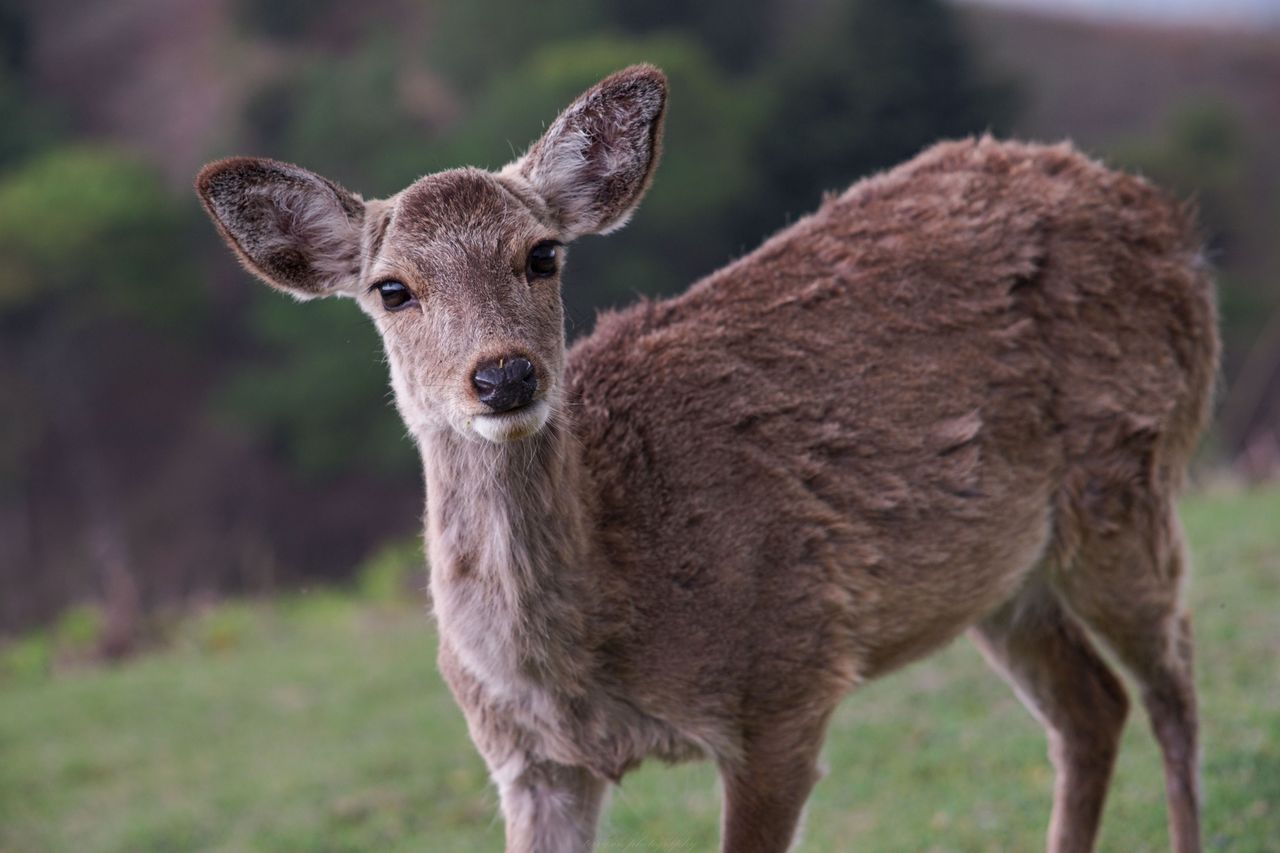 cute wild little deer with brown fur standing on green abundant lawn i