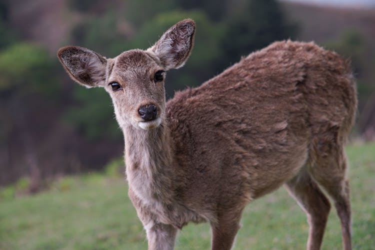 Adorable Little Deer Standing On Grassy Meadow