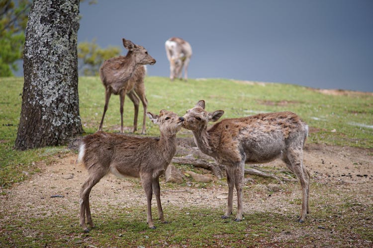 Little Deer Pasturing On Green Meadow Near Lake