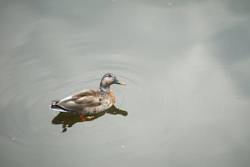 Black and White Duck on Water