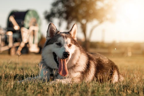 Free Full length playful husky dog with fluffy gray fur resting on grass with tongue out in evening sunlight Stock Photo