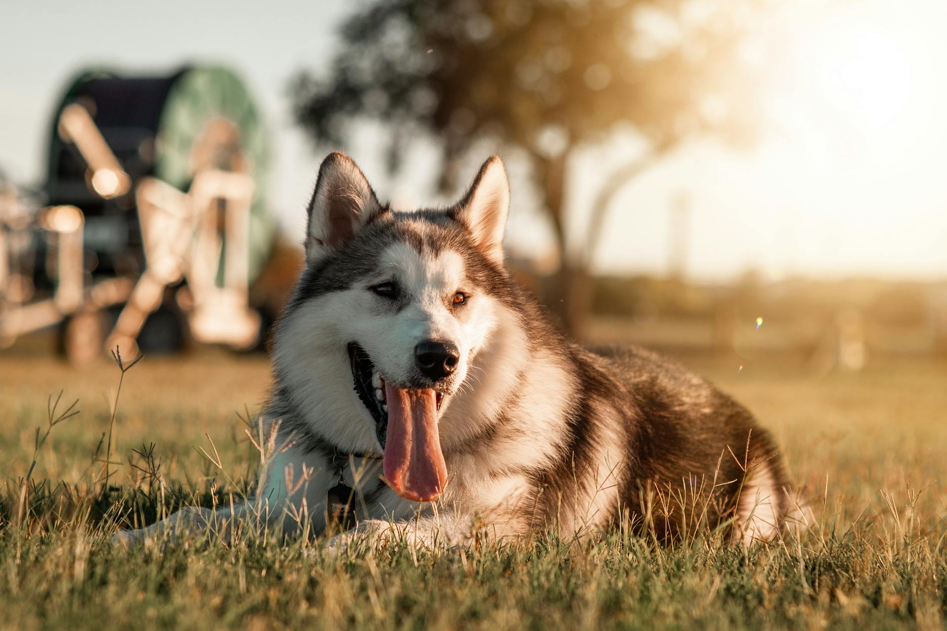 Full length playful husky dog with fluffy gray fur resting on grass with tongue out in evening sunlight