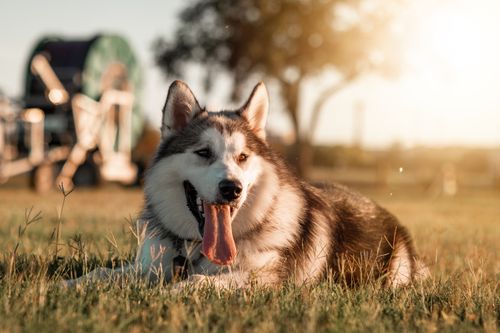 Free Full length playful husky dog with fluffy gray fur resting on grass with tongue out in evening sunlight Stock Photo