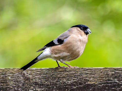 茶色の枝に茶色と黒の鳥