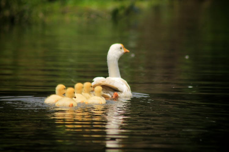 Goose With Small Goslings Swimming Calm Pond