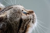 一只虎斑猫向上看的特写，清晰展现了它的胡须和皮毛纹理