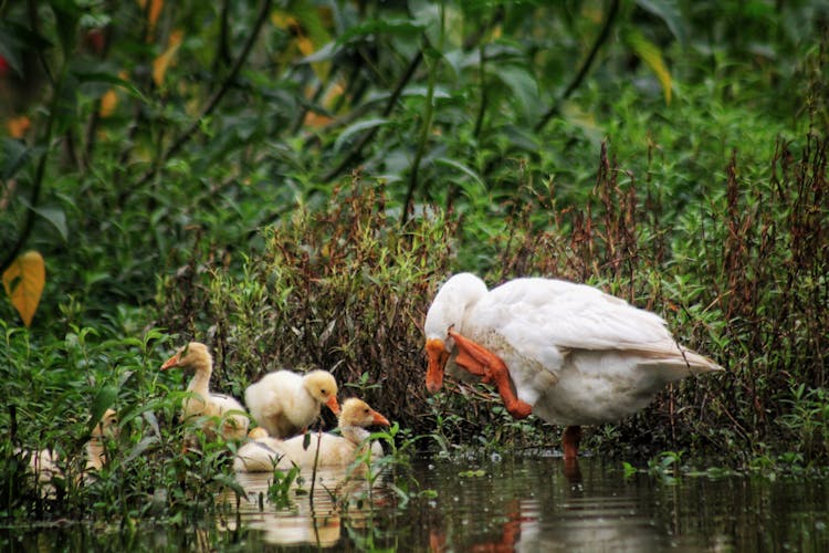 White Goose With Goslings On Lake Shore