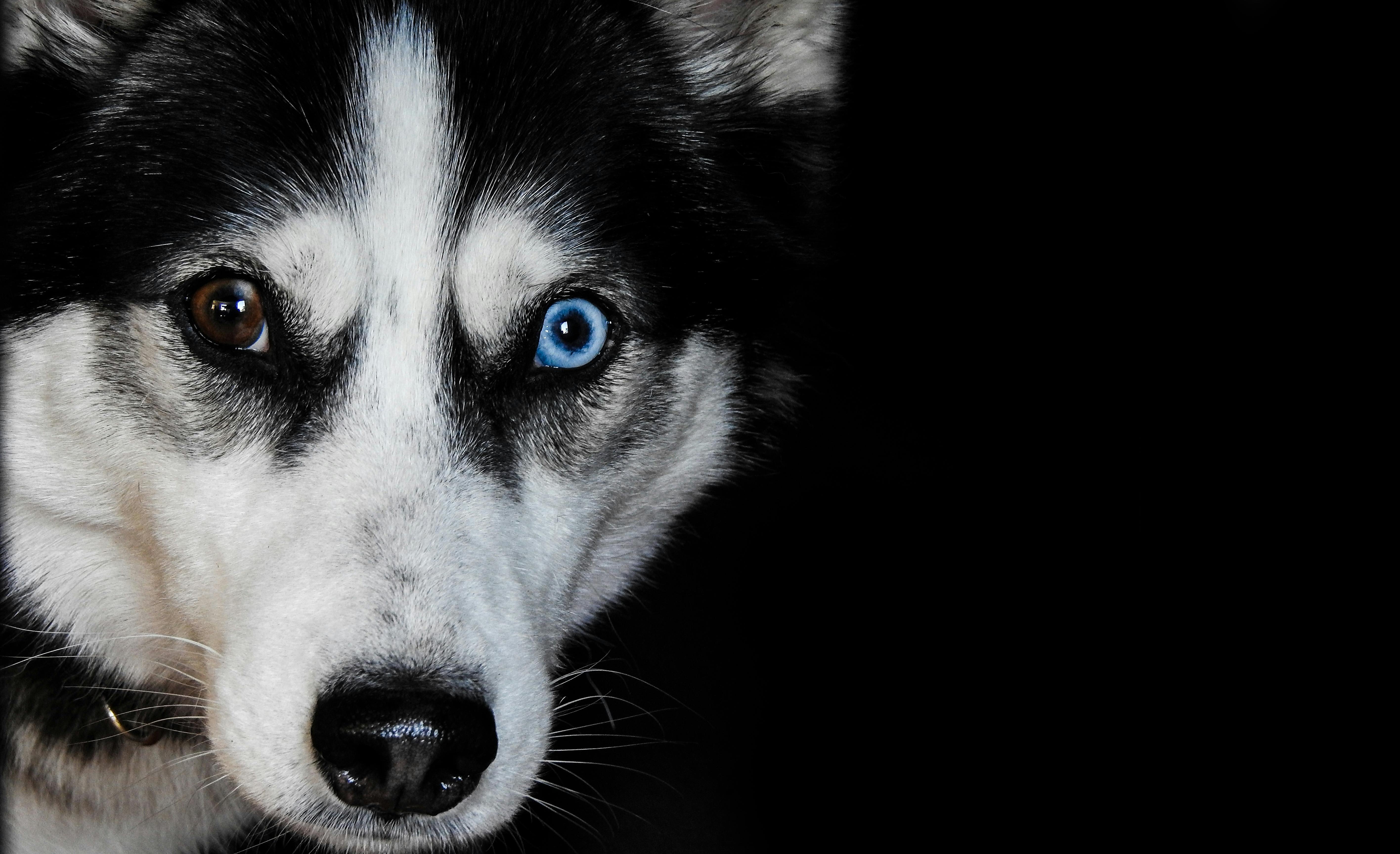 Unduh 300 Wallpaper Biru Anjing HD Unduh 300 Wallpaper Biru Anjing HD