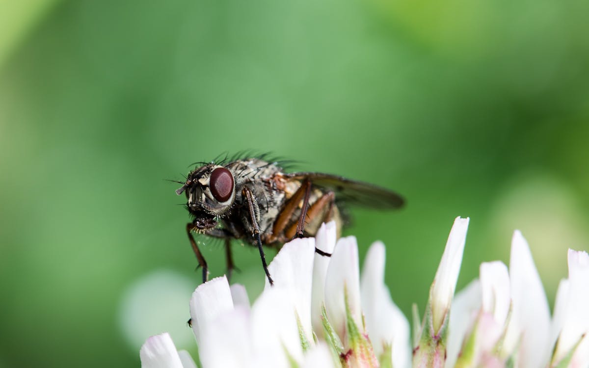 Free Micro Photography of Fly on White Flower Stock Photo