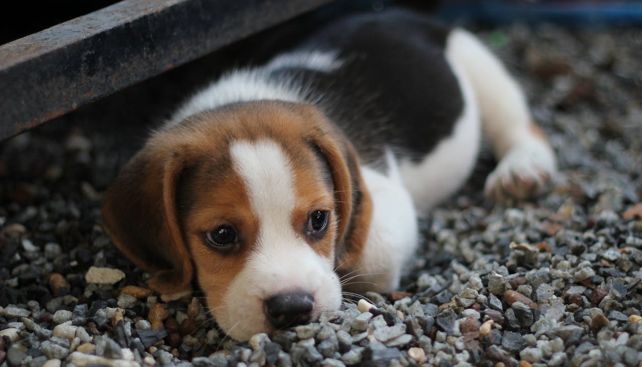 Tri-color Beagle Puppy