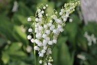 Fragrant white lily of the valley flowers blossoming on green lawn in summer park