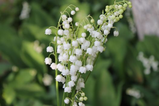 lily of the valley bouquet delivery Sweden