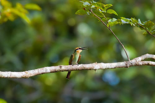 Green Hummingbird on Tree Trunk