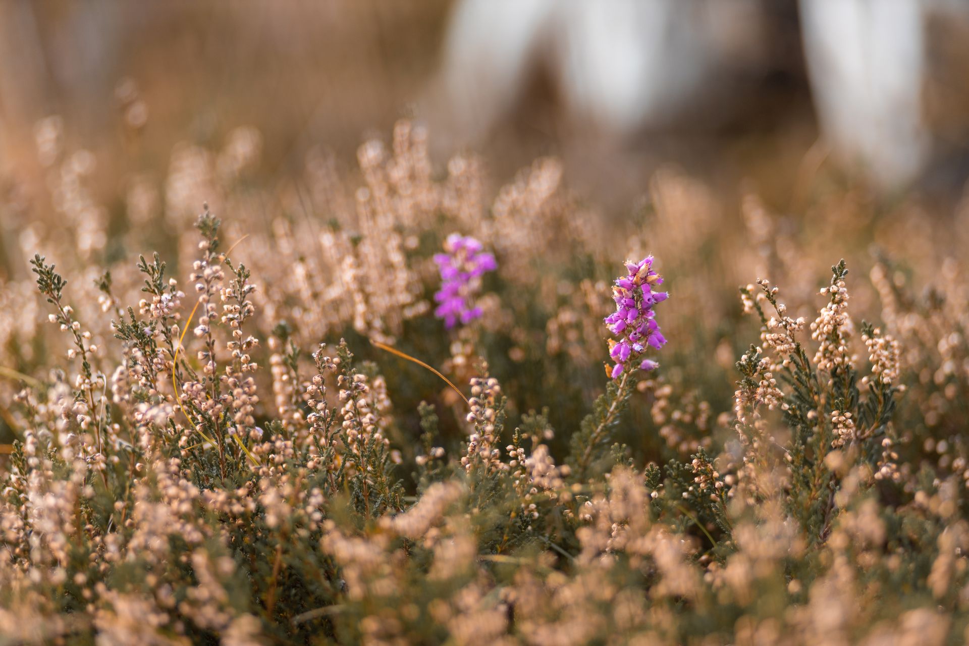 Vibrant purple bell heather flowers set in a lush Irish landscape with soft focus.