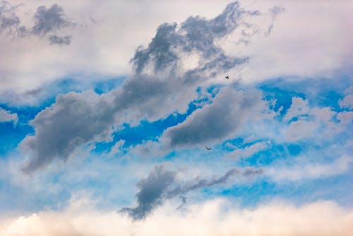 Free stock photo of birds, blue, clouds