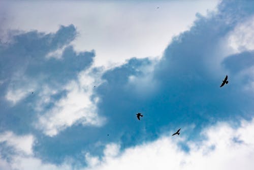 Free stock photo of birds, blue, clouds