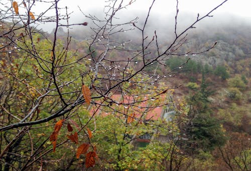 Бесплатное стоковое фото с дождливый, дождь, коричневые листья