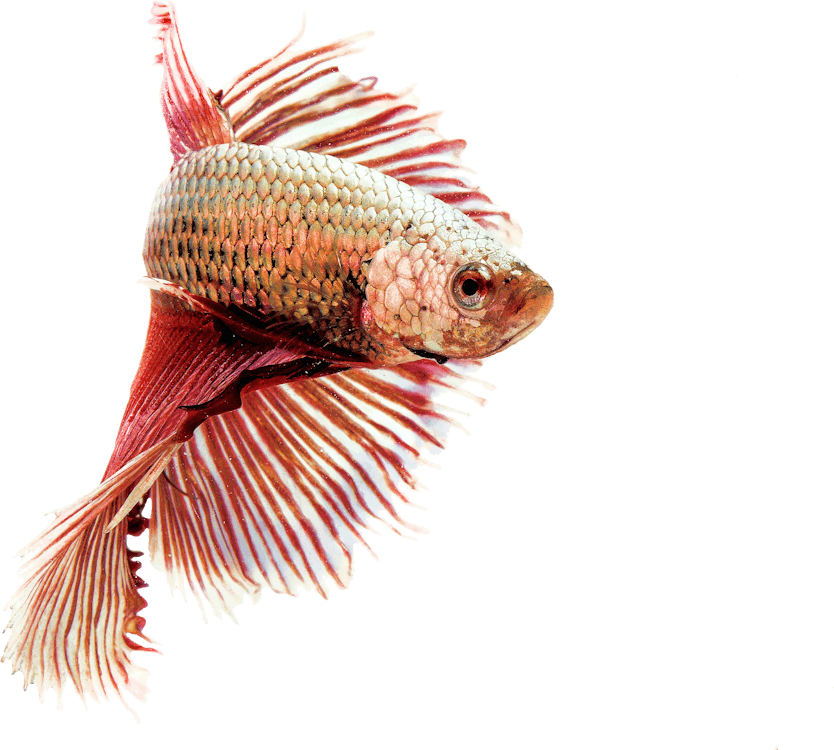 動物 水族館 淡水の無料の写真素材