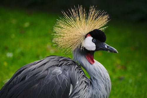 Burung Abu Abu Dan Coklat