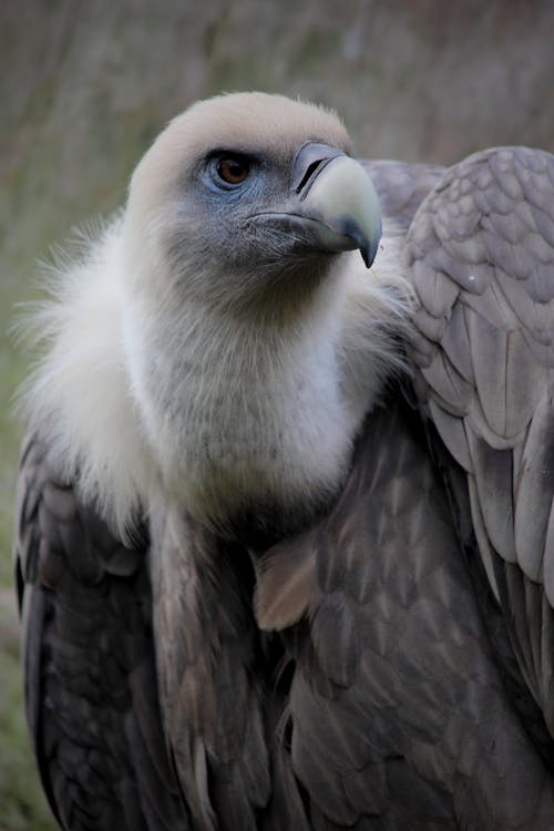 Oiseau Noir Et Blanc