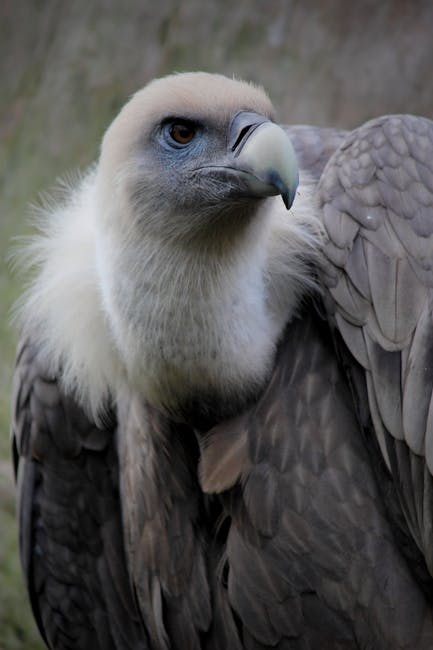 Close-Up Photography of Brown Vulture · Free Stock Photo