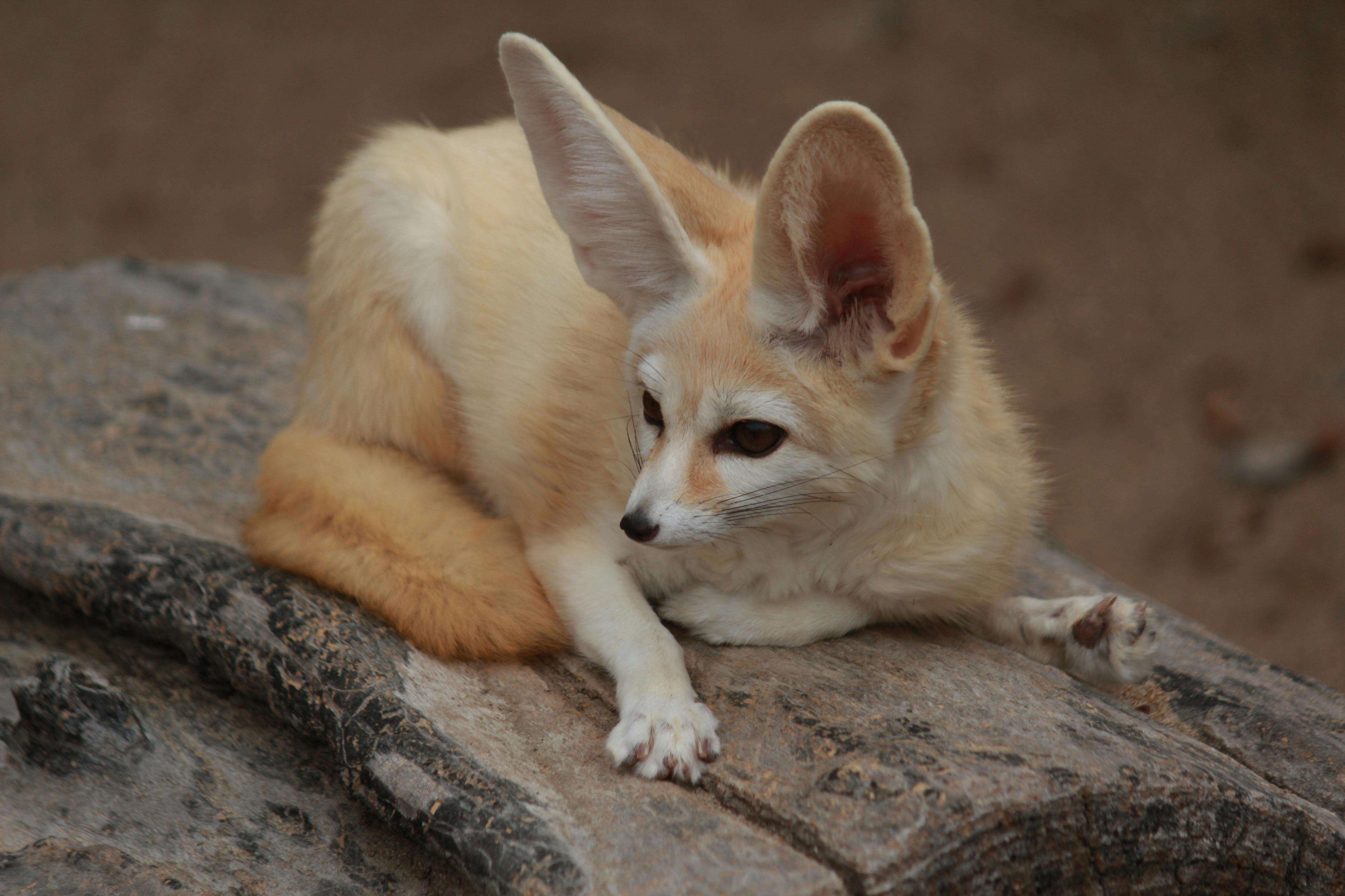 ぜいたく砂漠 動物 かわいい 最高の動物画像