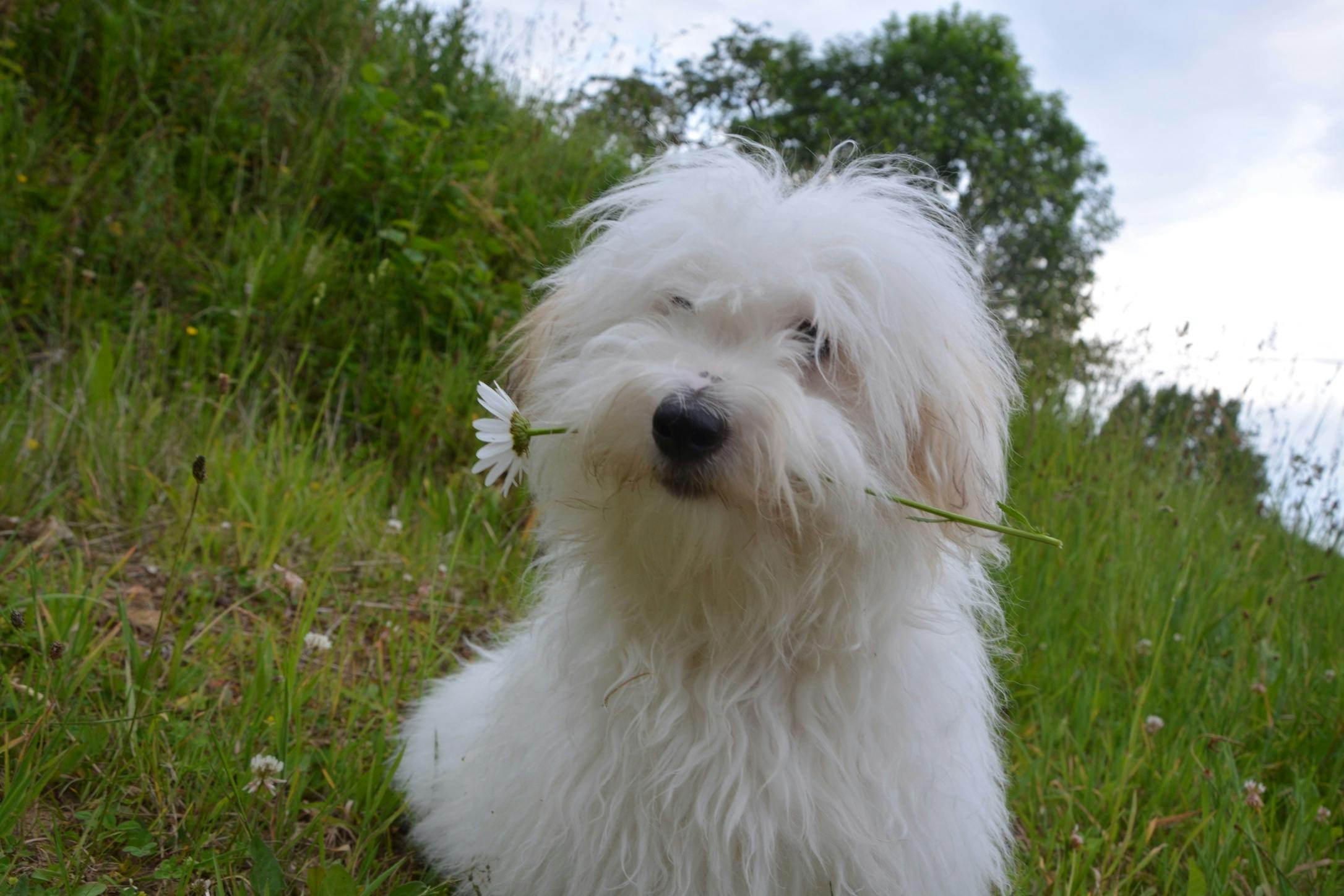 Free stock photo of cotton tulear, cute, dog
