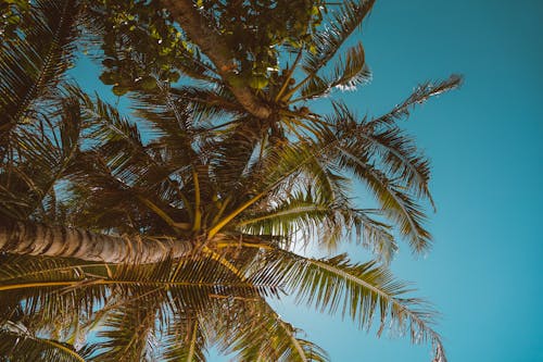Fotobanka s bezplatnými fotkami na tému Havaj, kokosové orechy, kokosové palmy