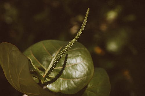 Green Leaves in Close Up Shot