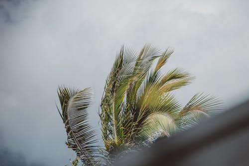 Green Palm Tree Under White Sky