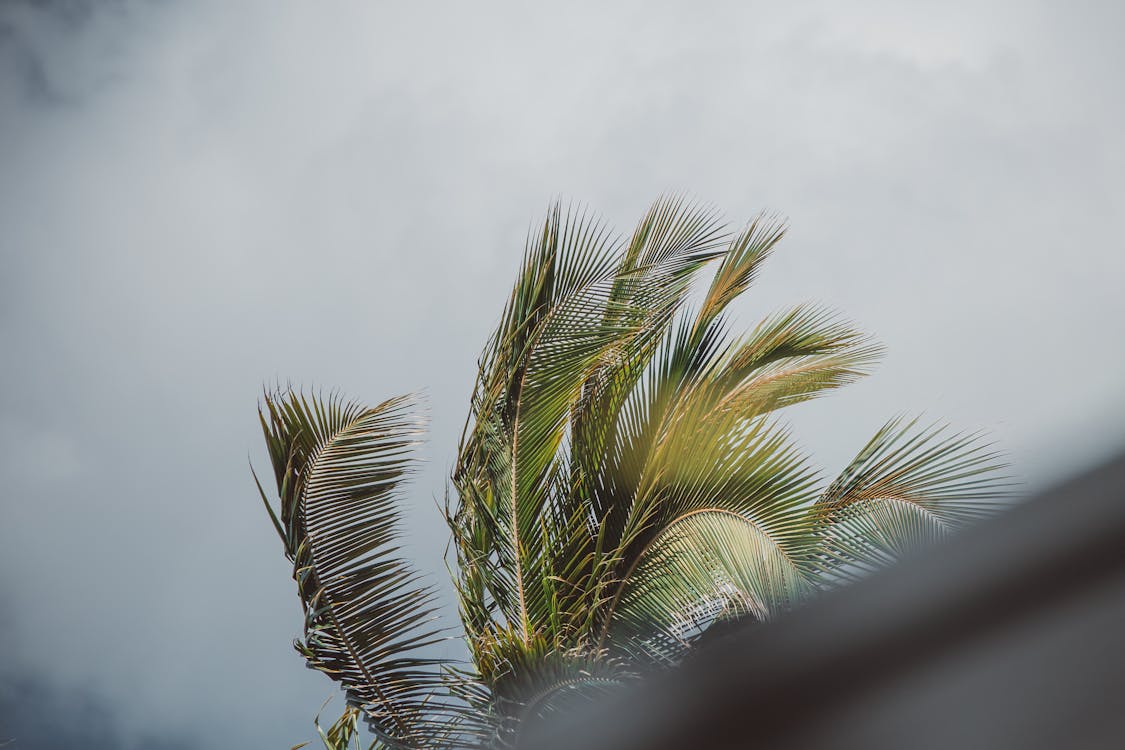 Gratis lagerfoto af blå himmel, buske, hawaii