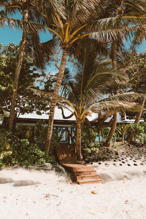 夏威夷, 天堂, 棕櫚樹 的 免費圖庫相片