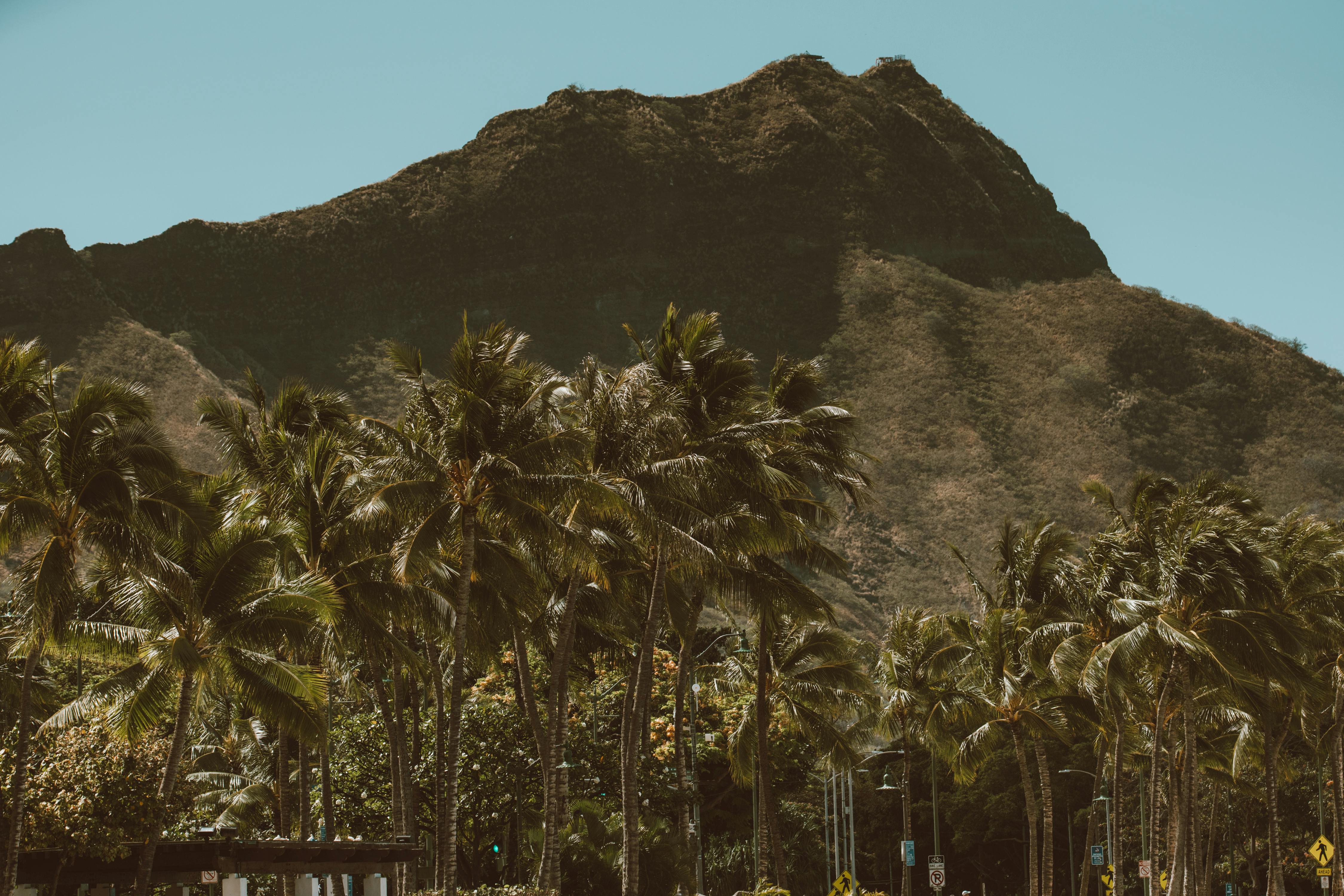 晴朗的蓝天下，热带景观中点缀着钻石头和棕榈树