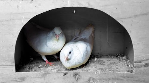 Kostenloses Stock Foto zu taube, tauben, vogel