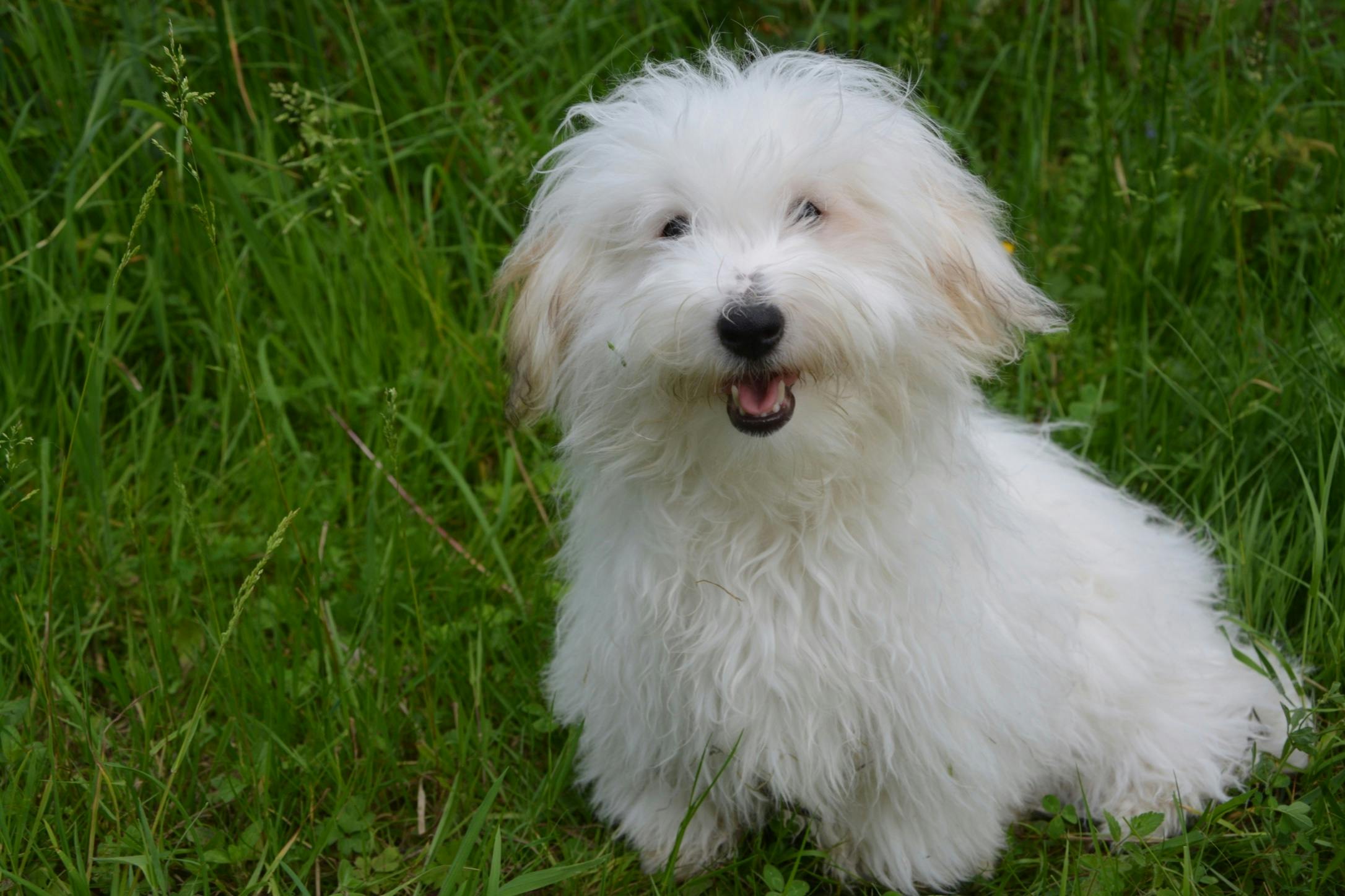 Free Stock Photo Of Animal Coton De Tulear Cute