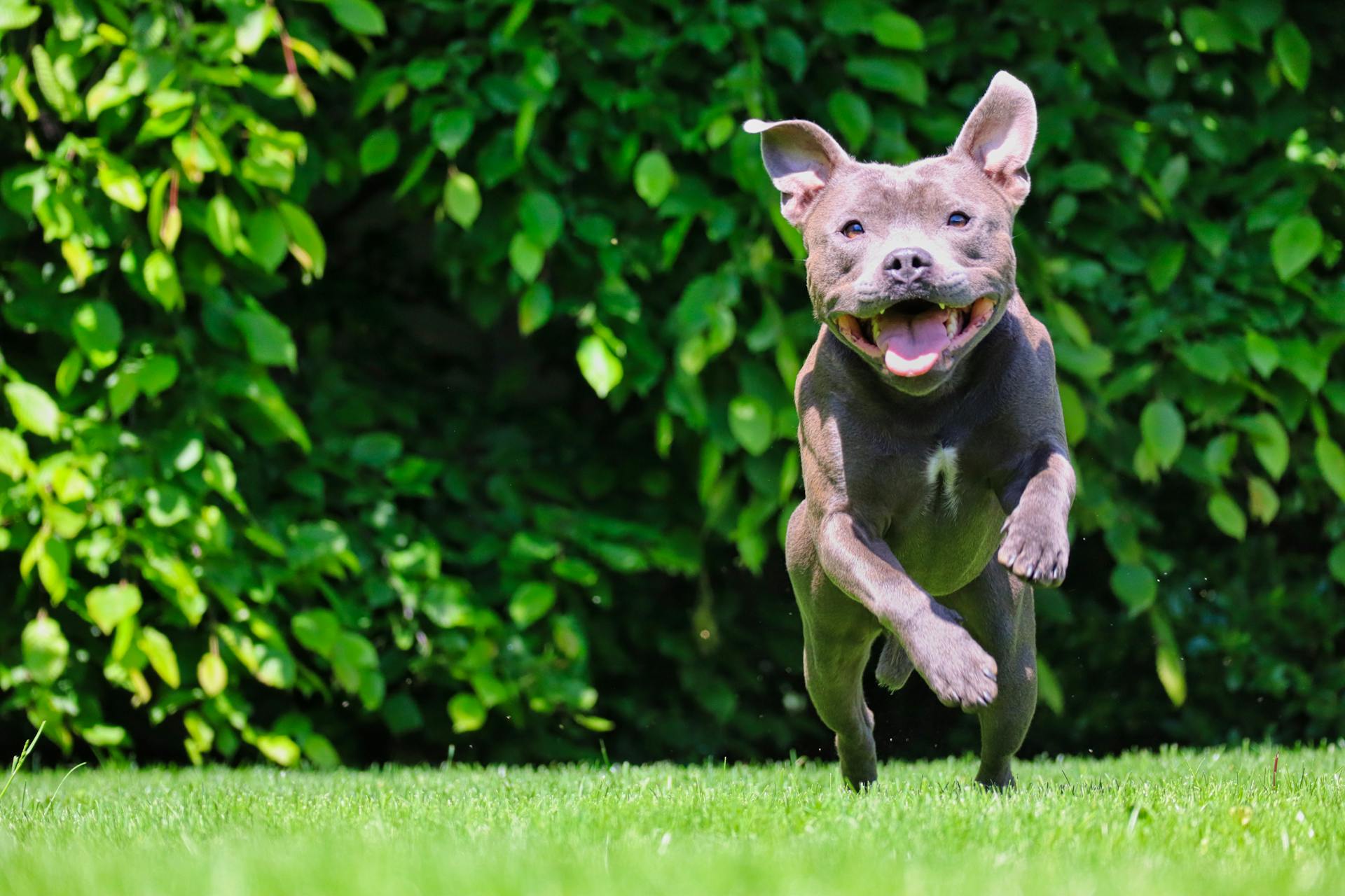 Amerikansk pitbullterrier som hoppar på grönt gräs