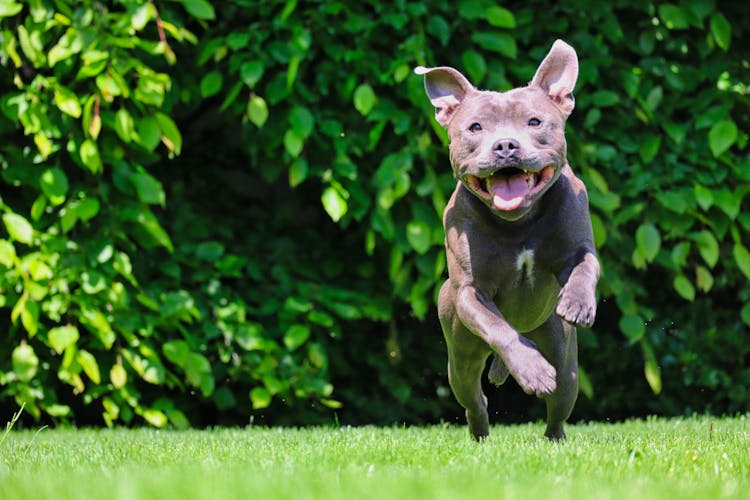 American Pit Bull Terrier Jumping On Green Grass 