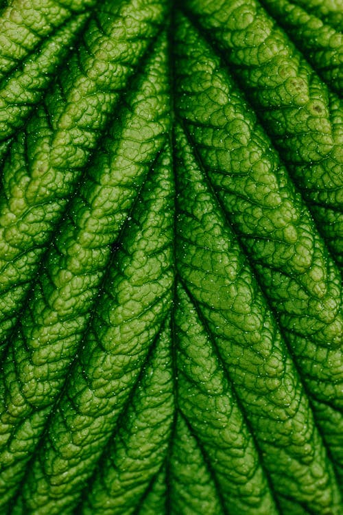 Free Macro Photography of a Leaf Stock Photo