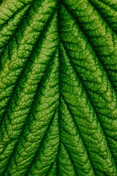 Macro photograph capturing the intricate texture of a vibrant green leaf.