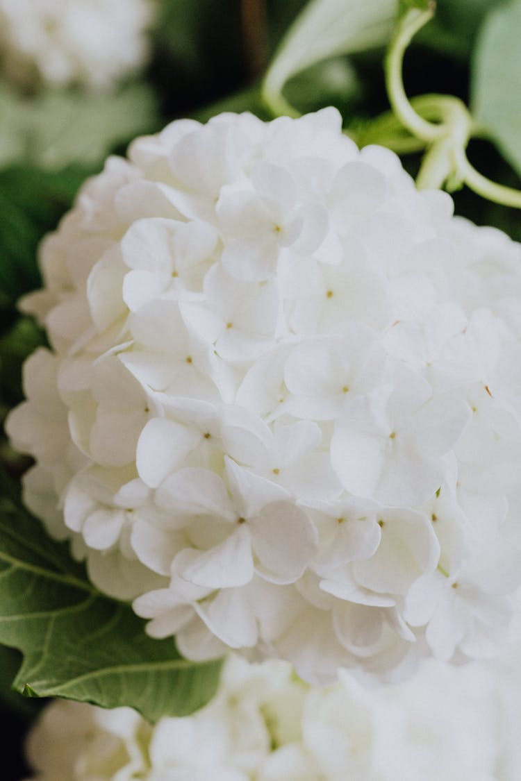 Beautiful White Hydrangea Flower