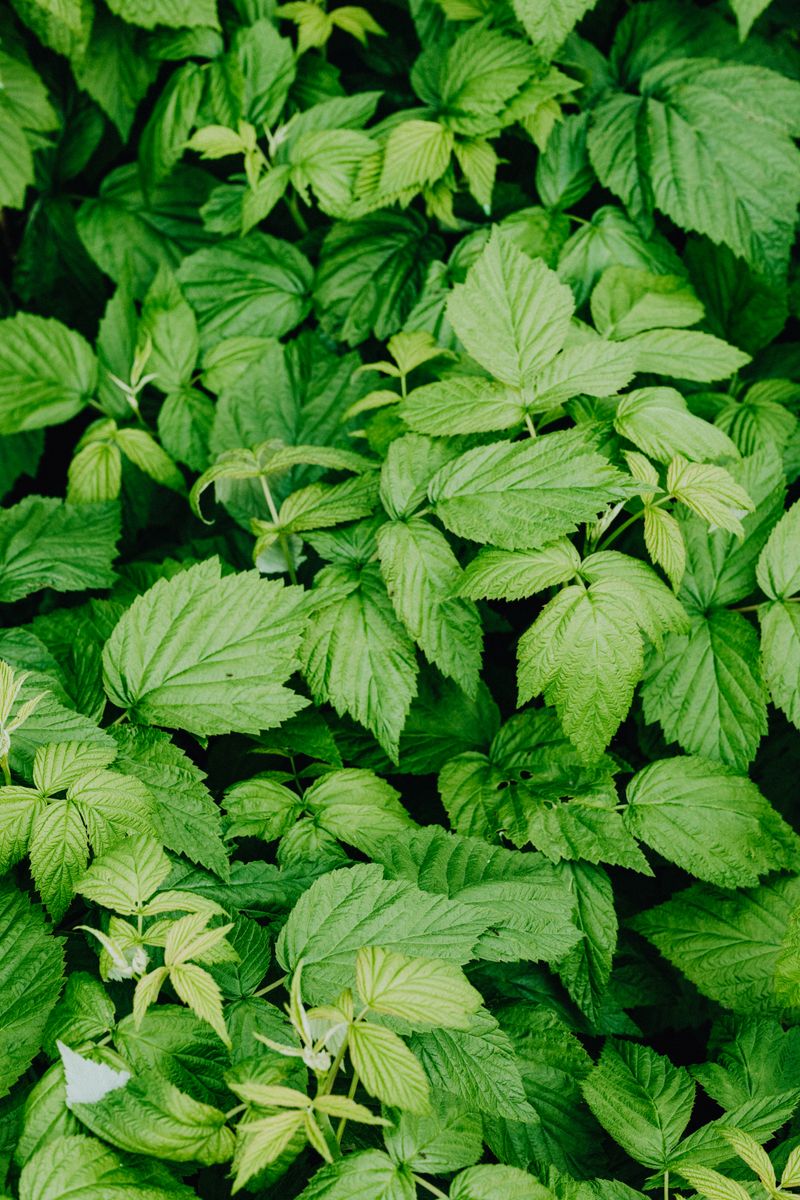 Red Raspberry Leaf (Rubus idaeus)