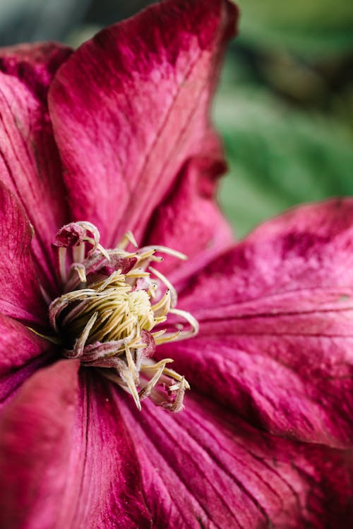 Free Pink Flower in Macro Photography Stock Photo