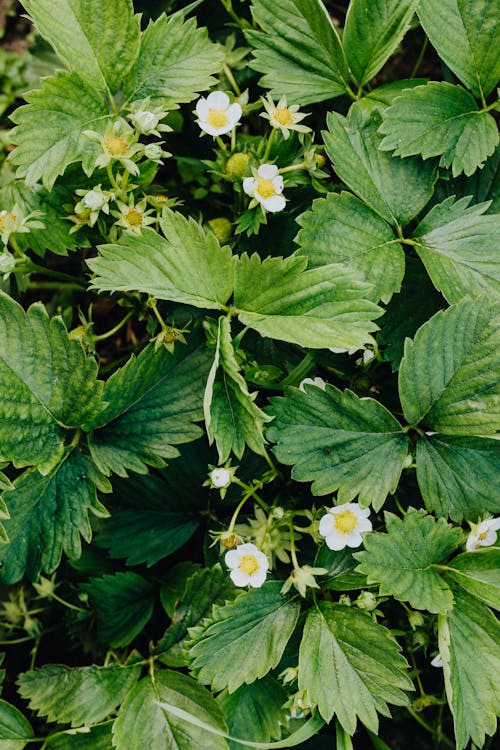 Fotobanka s bezplatnými fotkami na tému biele kvety, botanický, jahody kvety