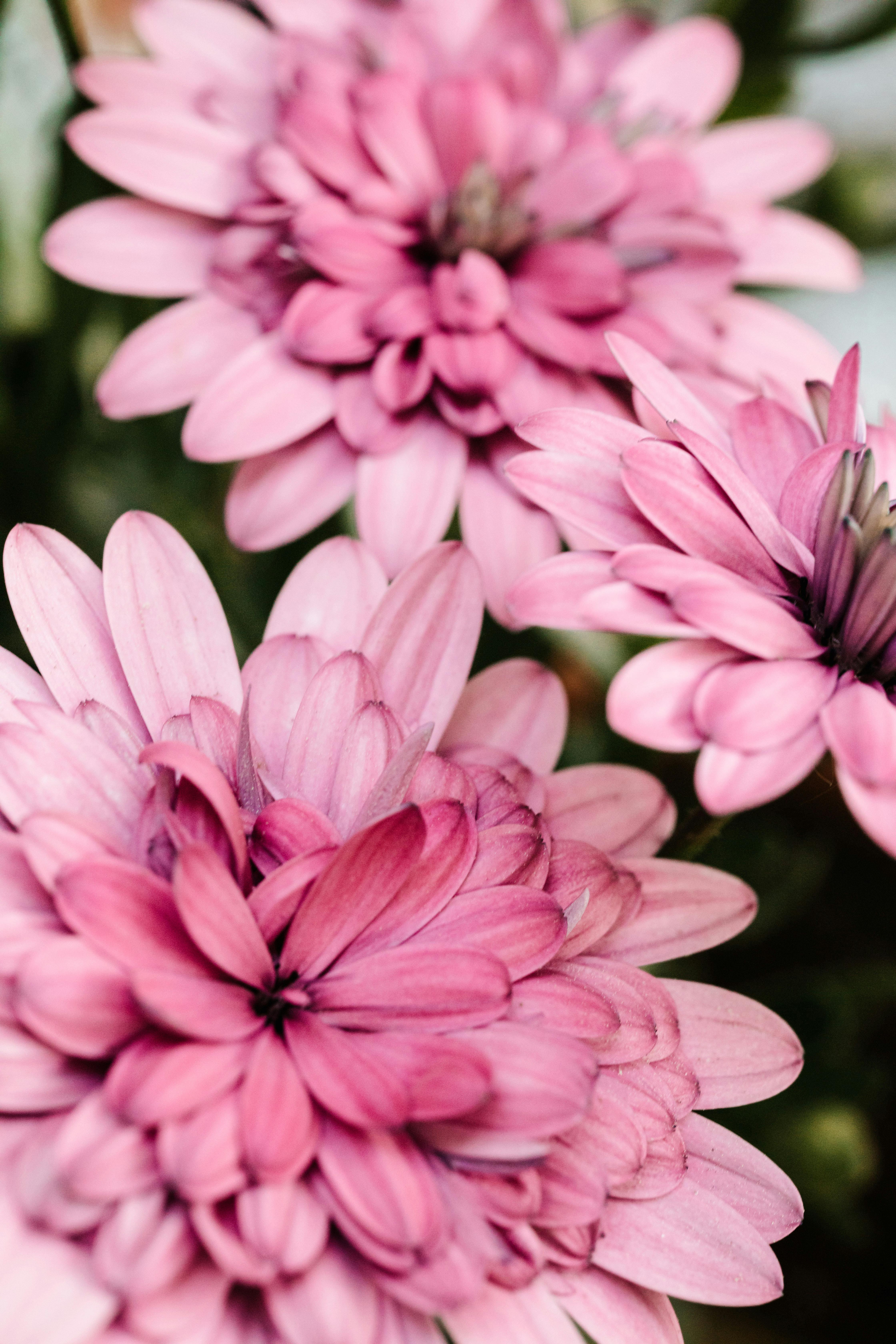 close up of pink flowers