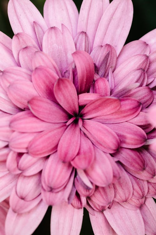 Macro Photo of a Pink Flower