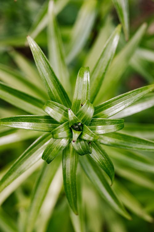 Fotobanka s bezplatnými fotkami na tému botanický, listy, rastlina