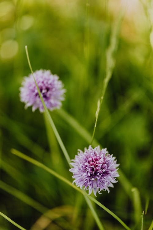 Foto stok gratis berbunga, bunga ungu, dasar